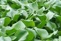 Common water hyacinth green leaves background